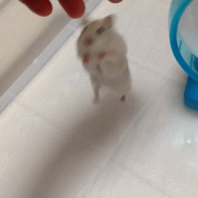 吱星耻辱动物gif搞笑图片