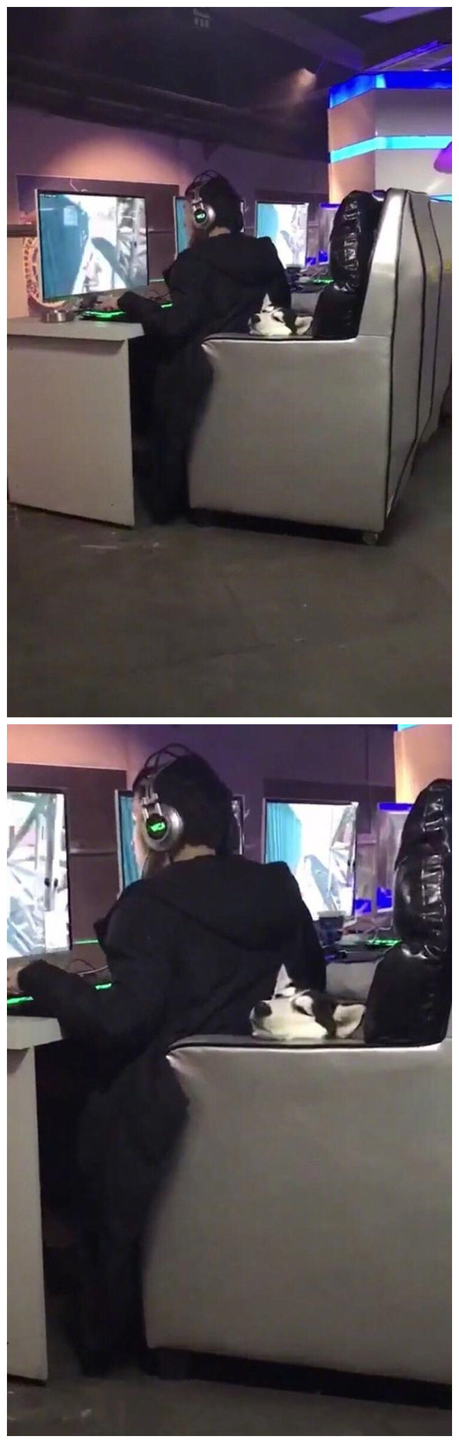 网吧惊现一条绝望的二哈～动物gif搞笑图片