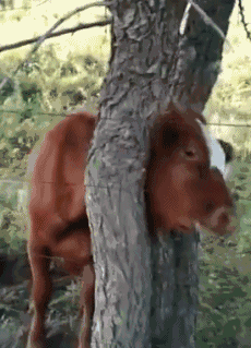 牛哥头出不来了，好可怜啊动物gif搞笑图片