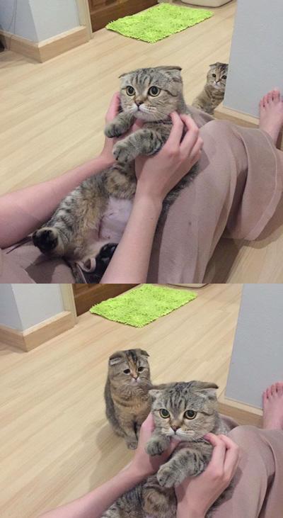 失宠的小可怜快哭出来了动物gif搞笑图片