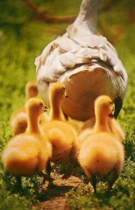 跟着妈妈去散步动物gif搞笑图片