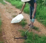 最终还是没有逃过这一劫啊动物gif搞笑图片