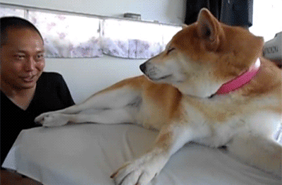 走开动物gif搞笑图片