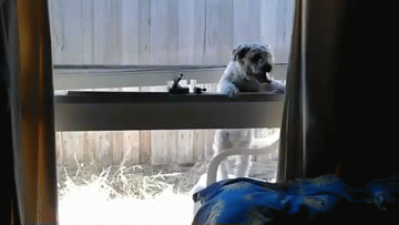 唉呀妈呀，摔死俺咧~动物gif搞笑图片