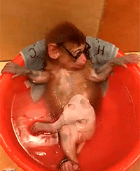 范儿其实是天生的动物gif搞笑图片