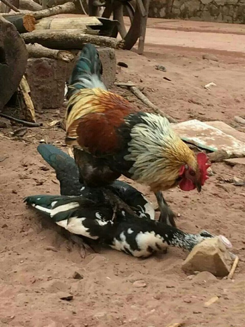 说！有没有调戏过我老婆！动物gif搞笑图片