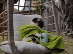 人不如狗系列——心疼周末还在加班的自己动物gif搞笑图片