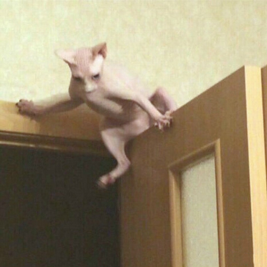 男主人突然回家，措手不及的隔壁老王动物gif搞笑图片