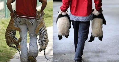 告诉你，饲养员是这样拿动物滴动物gif搞笑图片