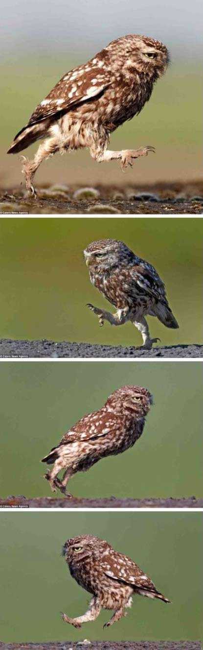 捕猎失败后的猫头鹰动物gif搞笑图片