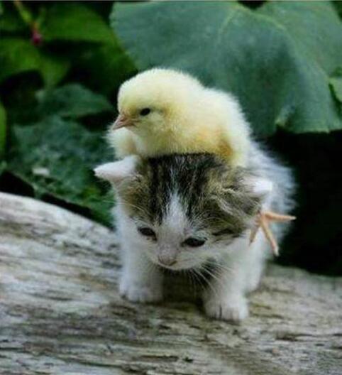 亲爱的，你可不能再胖了哈，再胖我就背不动你了动物gif搞笑图片