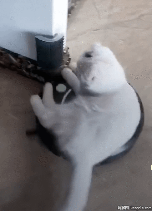 白猫坐在扫地机上到处撞动物高搞笑gif图片动物gif搞笑图片
