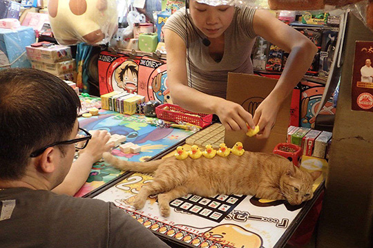 这就是传说中的喵体盛宴吧动物gif搞笑图片