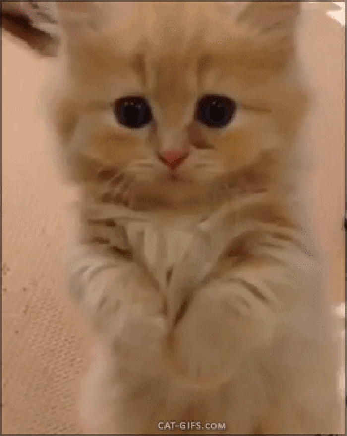 “拜托拜托，能再给我一条小鱼干吗？”慎点，萌出血。。。动物gif搞笑图片