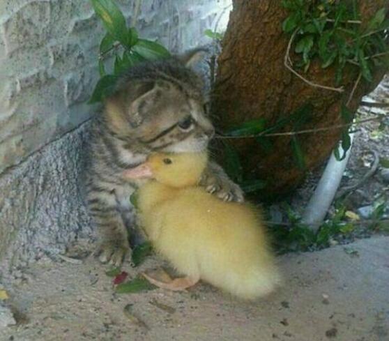 别怕，有我动物gif搞笑图片