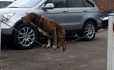 二汪好身手动物gif搞笑图片