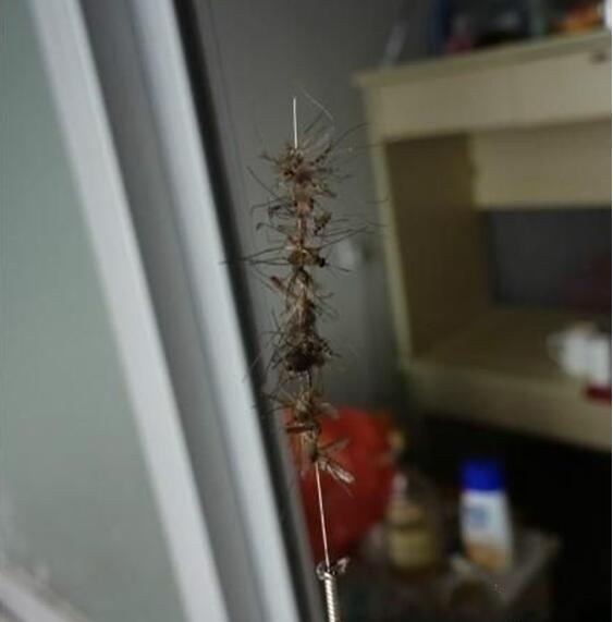 绝世武功，串烧蚊子动物gif搞笑图片