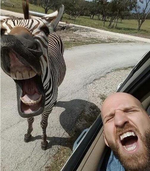 来，拍照啦动物gif搞笑图片