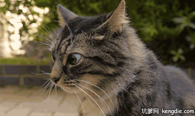 猫猫灵敏的耳朵惊讶表情gif动态图片