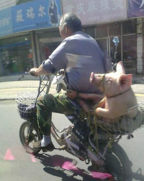 二师兄你坐的真销魂动物gif搞笑图片