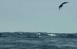 作为一条鱼，第一次飘出海面这么高，救命啊动物gif搞笑图片