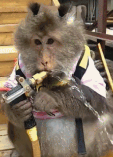 聪明的狒狒动物gif搞笑图片