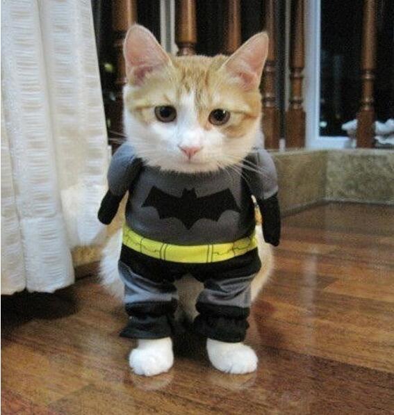 拯救世界的蝙蝠猫咪来了动物gif搞笑图片