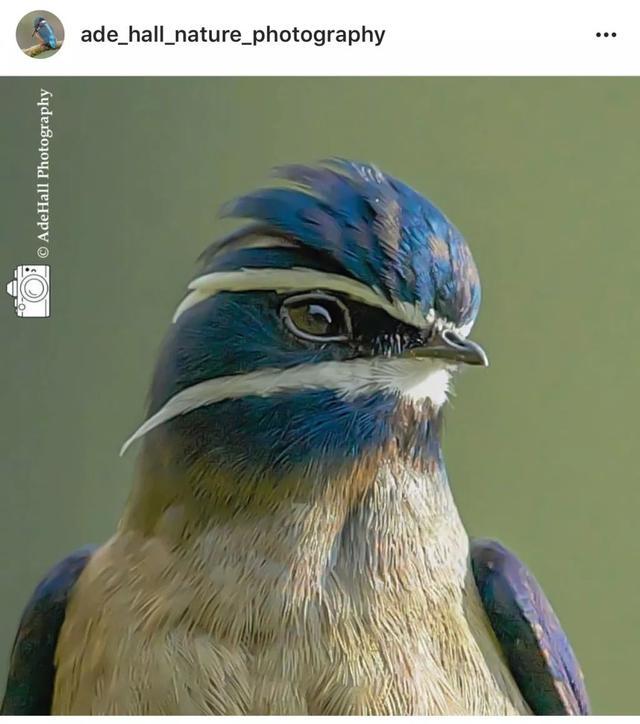 鸟的英俊，大概就是小凤头树燕这个样子动物gif搞笑图片