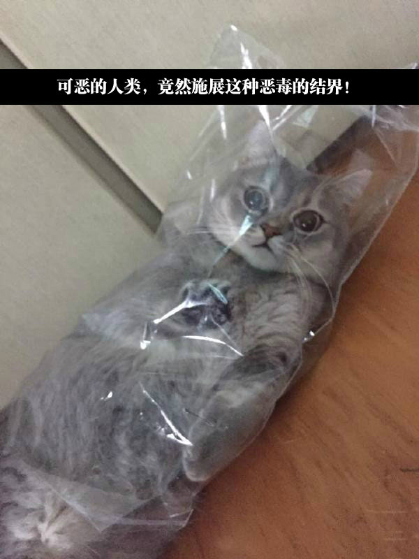 可恶的人类，竟然施展这种恶毒的结界动物gif搞笑图片