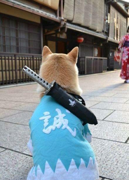 是时候去拯救世界了动物gif搞笑图片