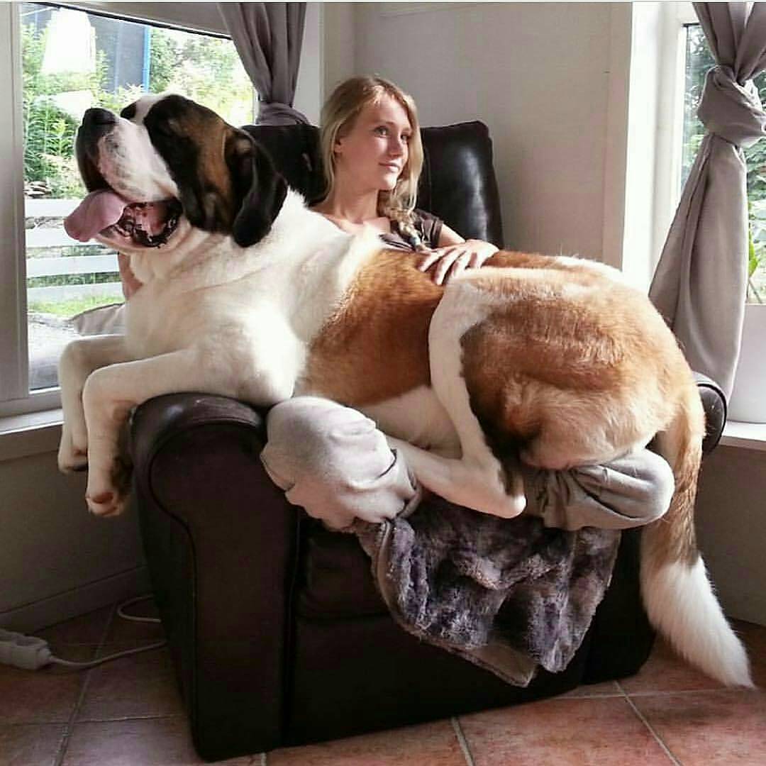 妹子觉得重吗？动物gif搞笑图片