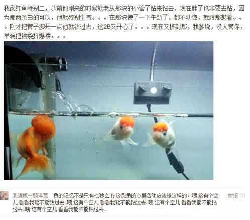 我家红鱼特别二。。。又见神回复了！动物gif搞笑图片