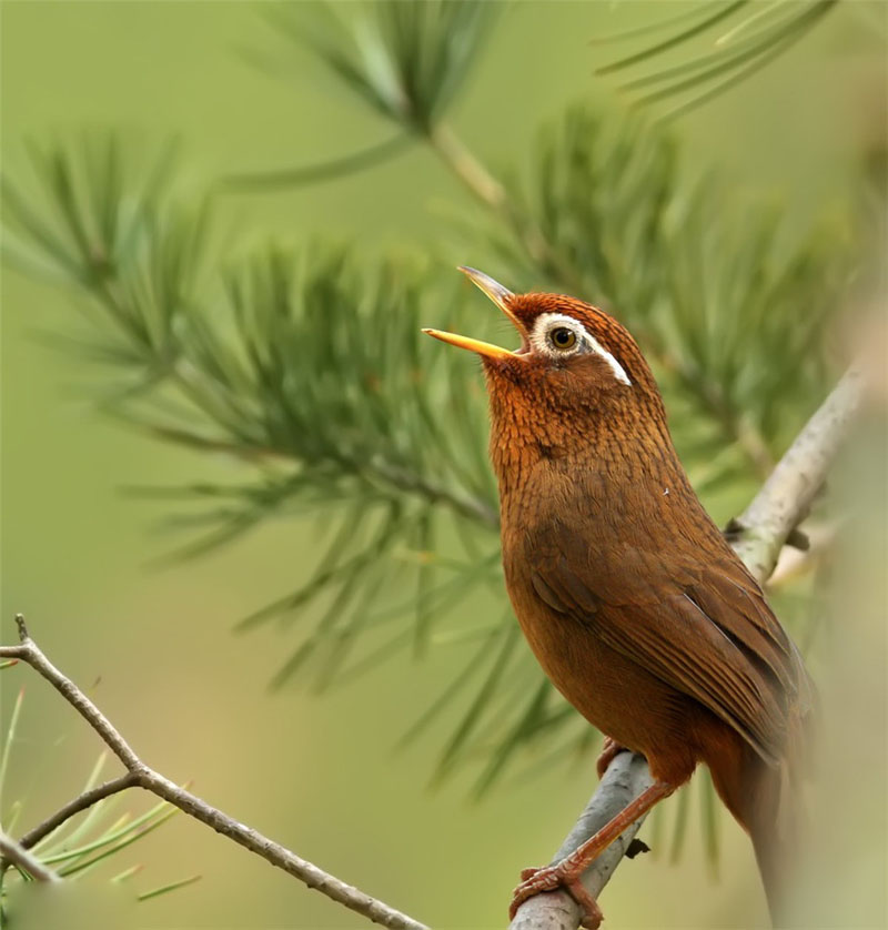 世界顶级画眉鸟高清图动物gif搞笑图片