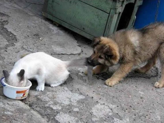 混蛋留点给我，别吃光了动物gif搞笑图片