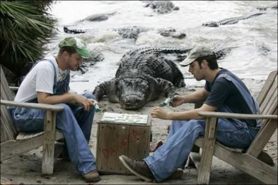 这俩哥们才是真正的淡定哥啊动物gif搞笑图片