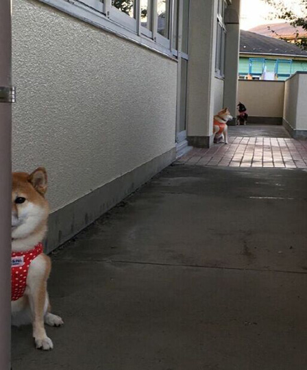 感觉这条街道危机四伏动物gif搞笑图片