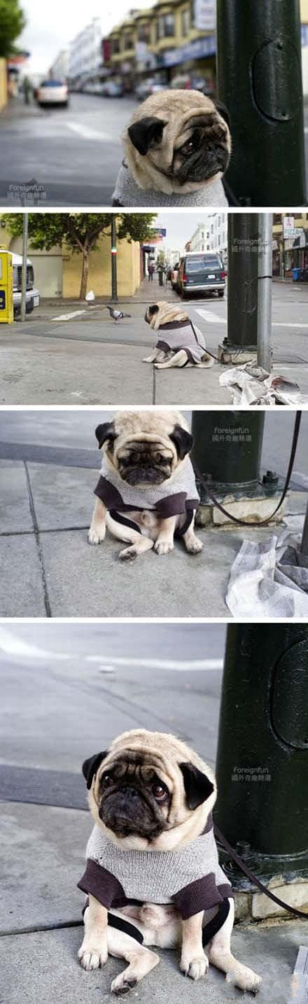 世界上“最忧伤的狗”照片动物gif搞笑图片