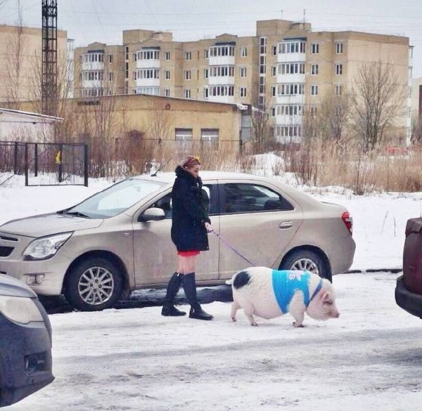 美女与野兽动物gif搞笑图片