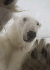 人类你开门呀，我就想和你聊聊人生动物gif搞笑图片