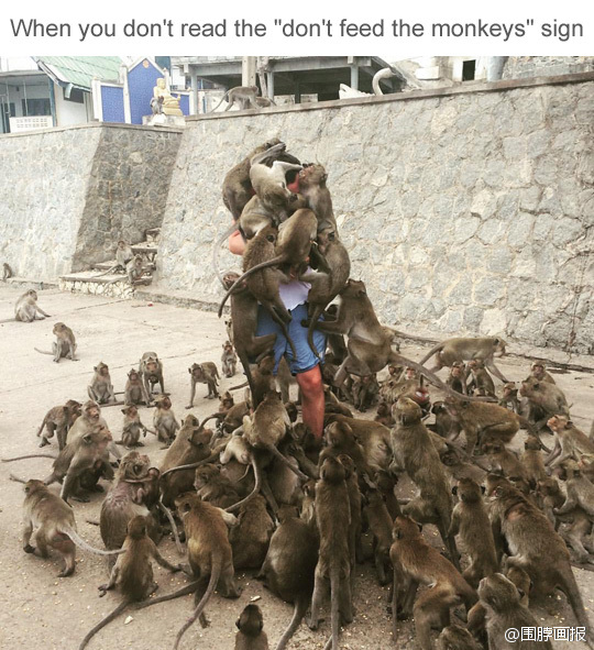 去印度别乱喂猴子，不要问我为什么知道动物gif搞笑图片