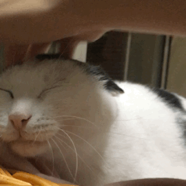 特喵的，差不多就行了，身为铲屎官别太放肆动物gif搞笑图片