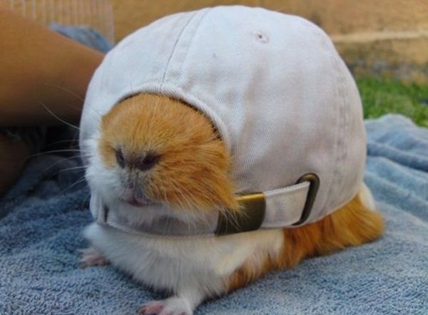 帽子总要倒扣着戴才帅动物gif搞笑图片