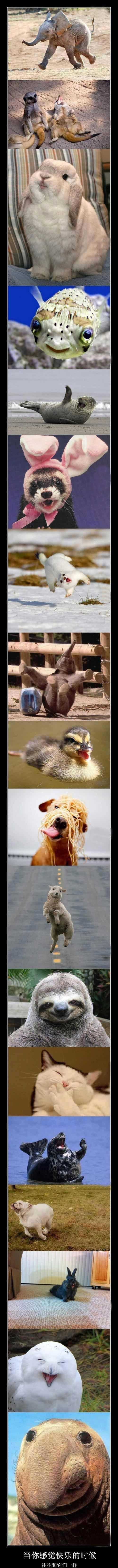 发自内心的快乐往往都一样动物gif搞笑图片
