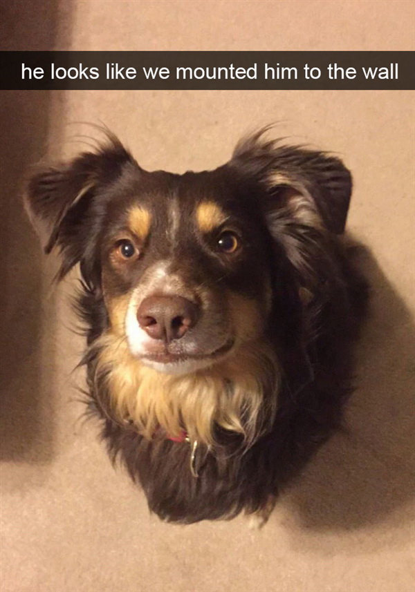 像不像挂在了墙上？动物gif搞笑图片