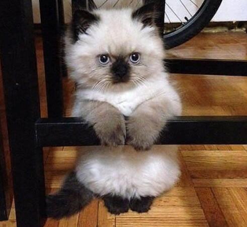 猝不及防的萌宠卖萌瞬间动物gif搞笑图片