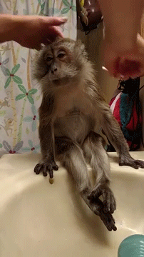 它最喜欢掏耳屎动物gif搞笑图片