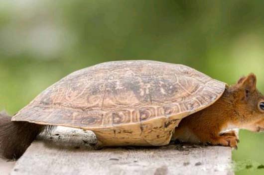 这是乌龟还是松鼠,真是傻傻分不清了动物gif搞笑图片