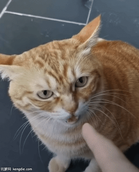 索马里猫咬手gif动态图片动物gif搞笑图片