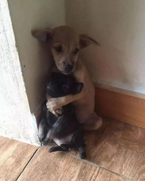 深厚的感情动物gif搞笑图片