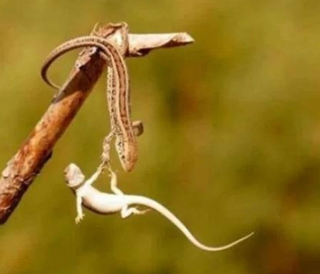 亲爱的，别放手动物gif搞笑图片